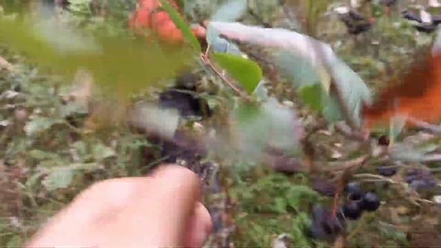 Телецкое озеро, Алтай, сад на Ижоне. смотреть онлайн