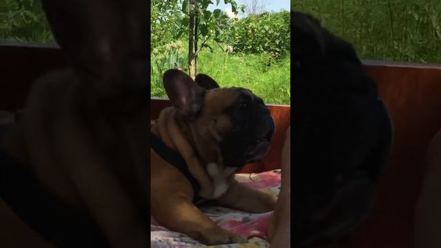 Французский бульдог бесится на природе смотреть онлайн