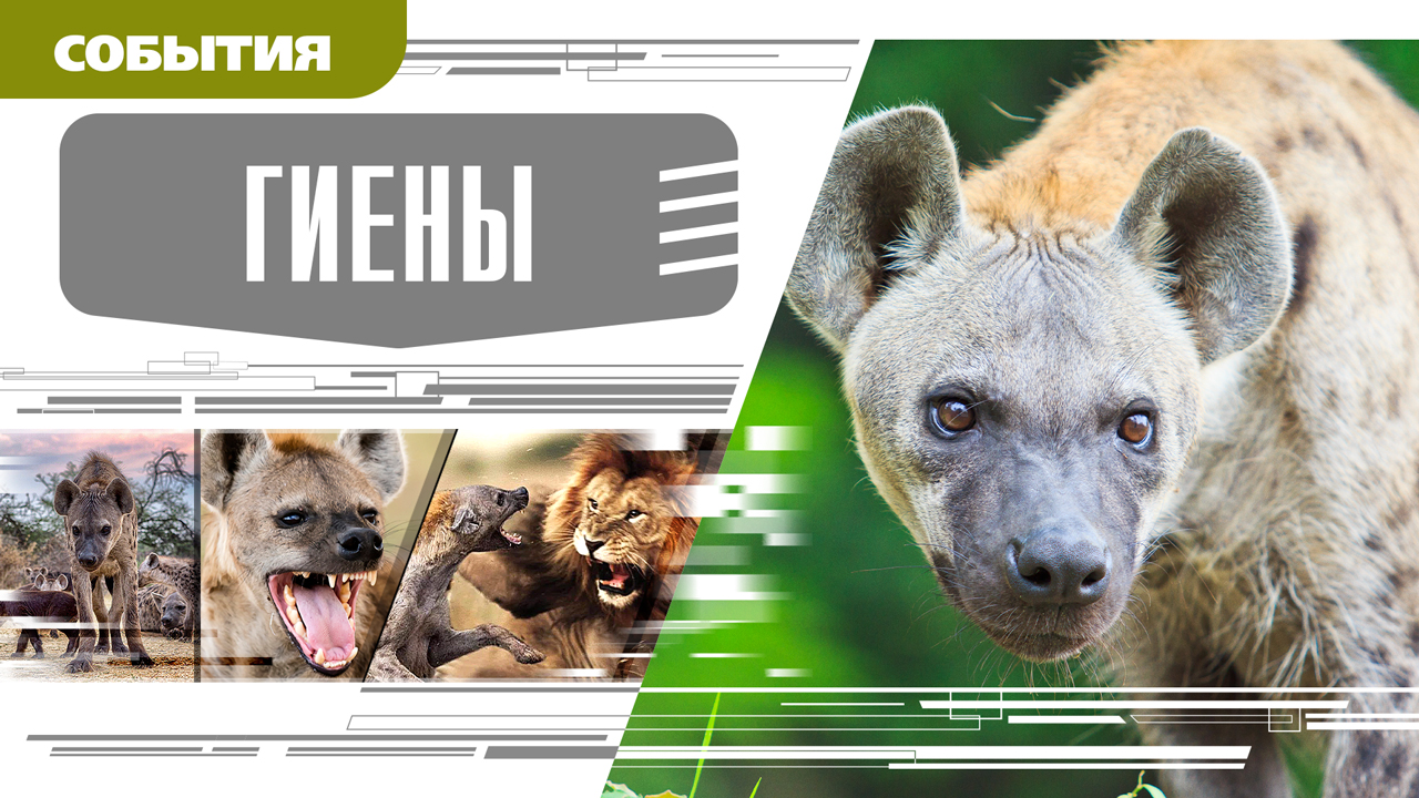 ГИЕНЫ. Аудиокнига. Время События Люди!