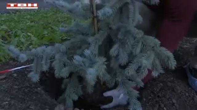 Благородные деревья в честь юбилея смотреть онлайн