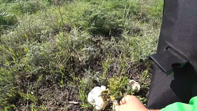 Грибная охота 2019 часть 2 смотреть онлайн