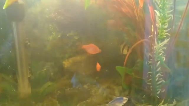 малькам гуппи 3 недели.живой корм реально работает. смотреть онлайн