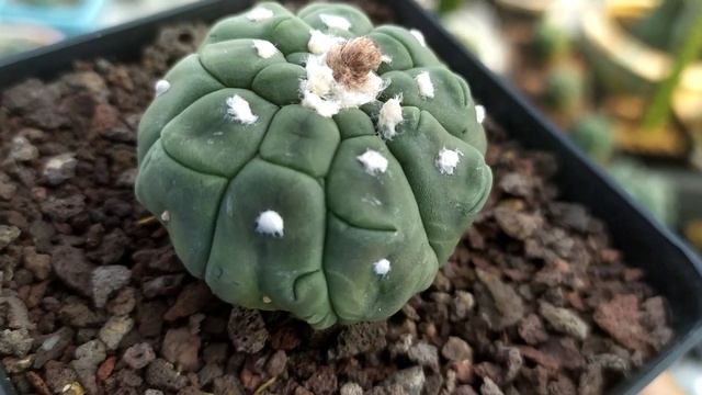 Astrophytum Asterias Kikko Nudum Reviews