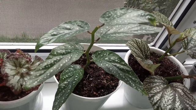 Комнатные Растения. Коллекция Бегоний. 2 Августа. смотреть онлайн