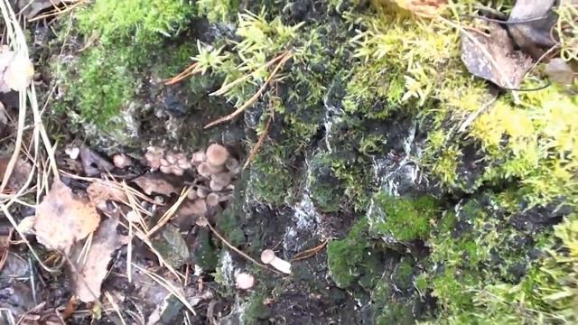 В лес за опятами. Ложные или настоящие? Набрали больше, чем нужно. смотреть онлайн