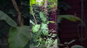 Старинный отель  Tuvana, в центре Антальи.