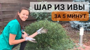 Эффектный неприхотливый кустарник для сада. Ива пурпурная Нана. Дневник садовода