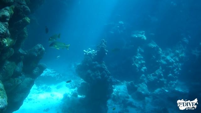 Дюгони, дельфины и заповедные рифы Красного моря смотреть онлайн