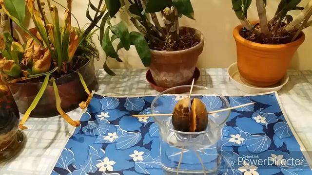 Как вырастить авокадо из косточки. смотреть онлайн