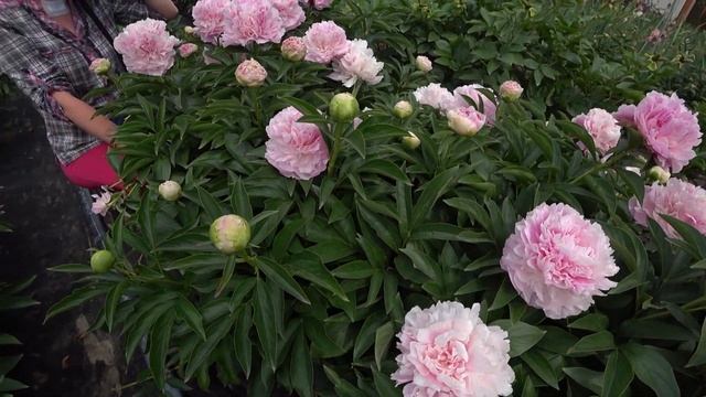 Пион Pink Giant. Май 2018 смотреть онлайн