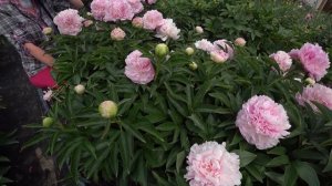 Пион Pink Giant. Май 2018