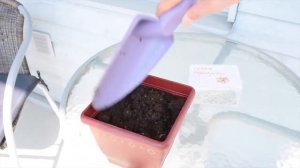 Как посадить рассаду