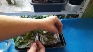 Укоренение Бегонии Элатиор