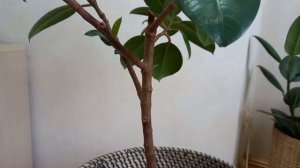 Как заставить фикус ветвиться.