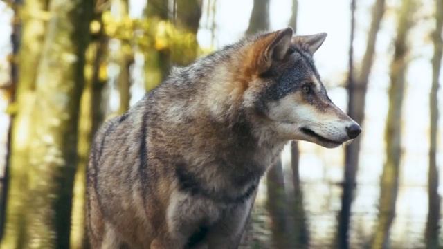 Отличная музыка для хорошего ночного сна - Нежные мелодии помогают собакам крепко спать смотреть онлайн