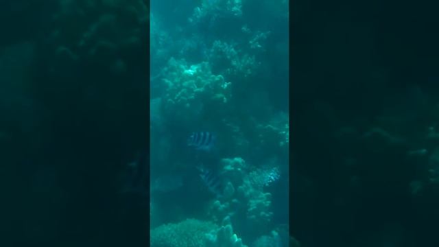 Прогулка на батискафе. (Хургада, Египет, КРАСНОЕ МОРЕ) смотреть онлайн