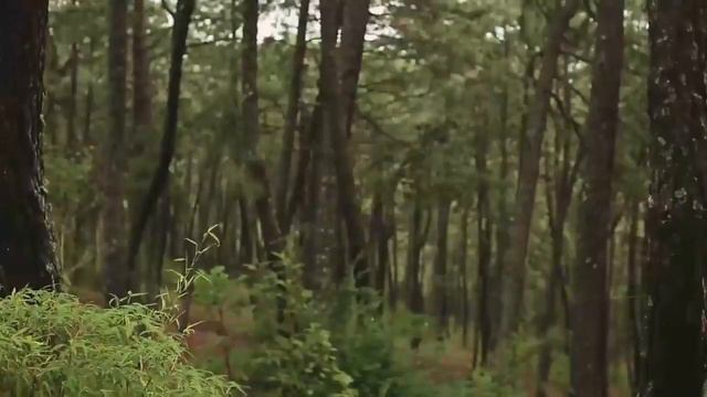 ПОЧЕМУ НЕ НУЖНО ДОБИВАТЬСЯ ЖЕНЩИНЫ? смотреть онлайн