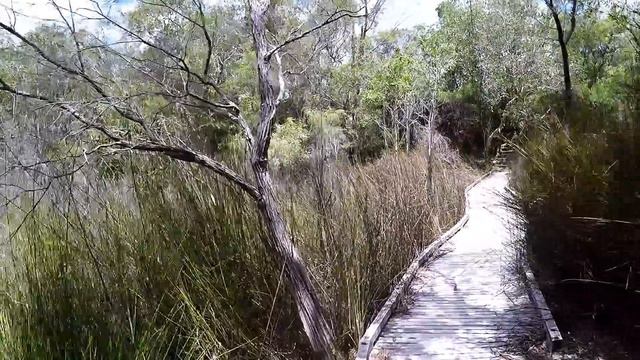 Озеро Маккензи. Самое чистое озеро в мире. Мохнатки. Забег Ящеров. Остров Фрейзер. Австралия. смотреть онлайн