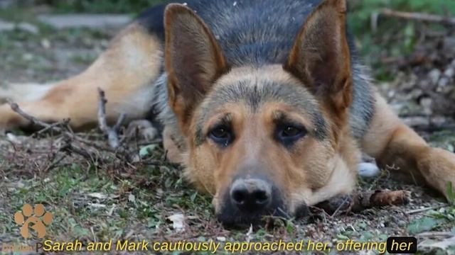 A Neighbor's Dog Asked for Help! Just Look At What Her Owners Did! смотреть онлайн