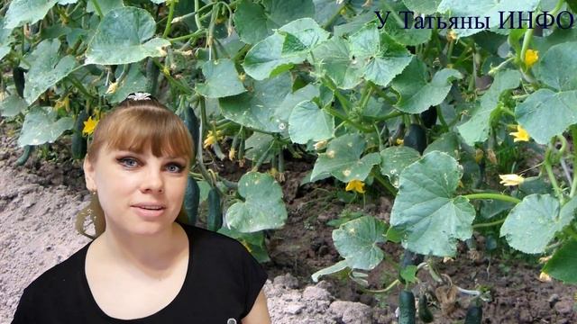 Хорошие и плохие компаньоны КУКУРУЗЫ! Что можно сажать рядом с кукурузой?! смотреть онлайн