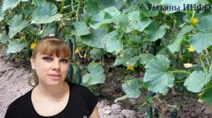 Хорошие и плохие компаньоны КУКУРУЗЫ! Что можно сажать рядом с кукурузой?!