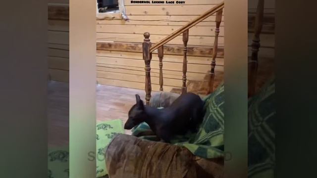 Местная певица Коси смотреть онлайн