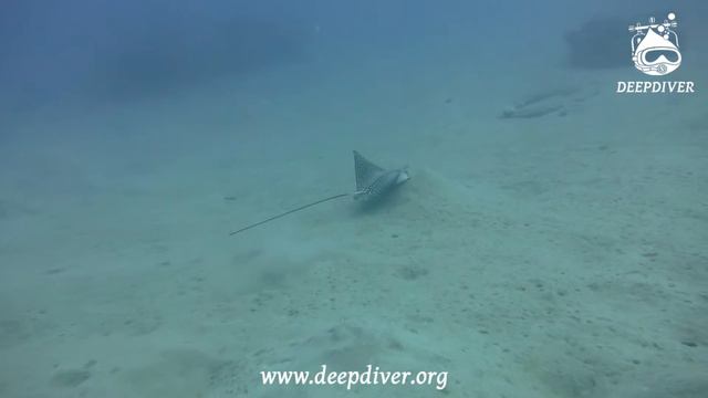 Игры орляков. Дайвинг с Deepdiver смотреть онлайн
