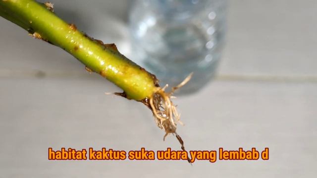 CARA MUDAH UNTUK MENANAM KAKTUS смотреть онлайн