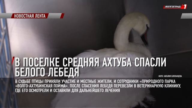 В ПОСЕЛКЕ СРЕДНЯЯ АХТУБА СПАСЛИ БЕЛОГО ЛЕБЕДЯ смотреть онлайн
