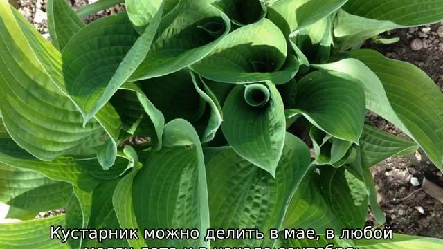 Когда и как размножить хосту делением куста смотреть онлайн