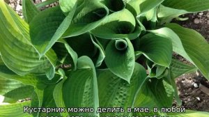 Когда и как размножить хосту делением куста