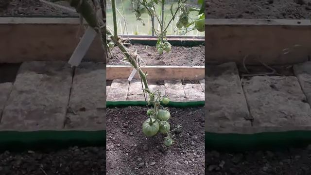 Супер урожайные томаты Мазарини смотреть онлайн