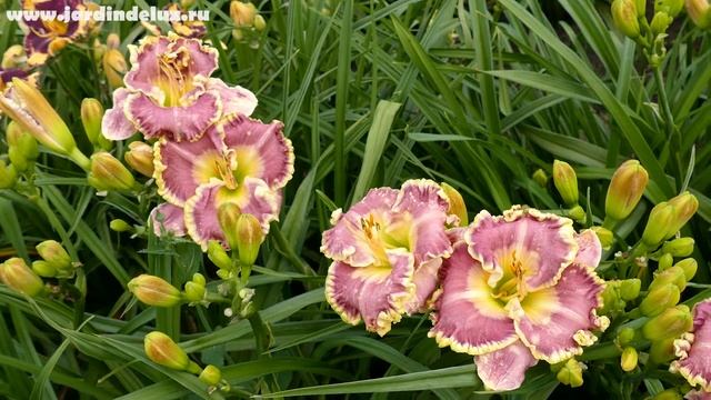 Цветение сортового лилейника BAREFOOT BAY в саду Www.jardindelux.ru