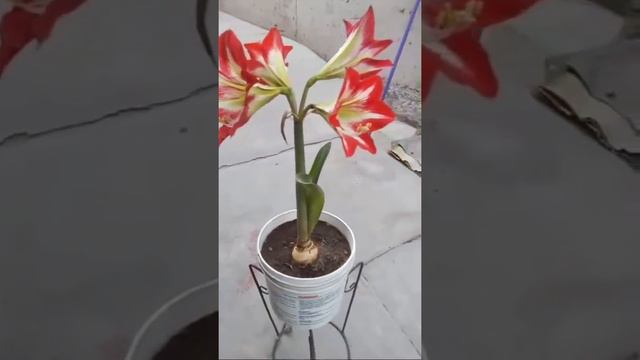 AL FIN LAS PRIMERAS AMARILLIS смотреть онлайн