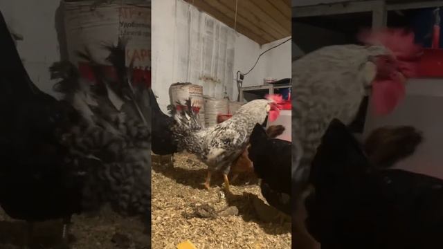 Петух Легбар смотреть онлайн