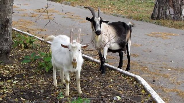 Козы чешут рога, ать-два!