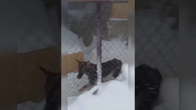 Бруно ищет дом! г. Уфа звоните ☎ +7-917-748-20-93 ( есть ватсап) смотреть онлайн