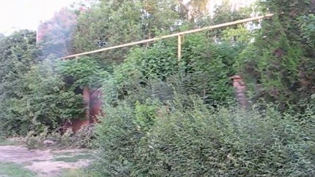 Бирючина до стрижки смотреть онлайн