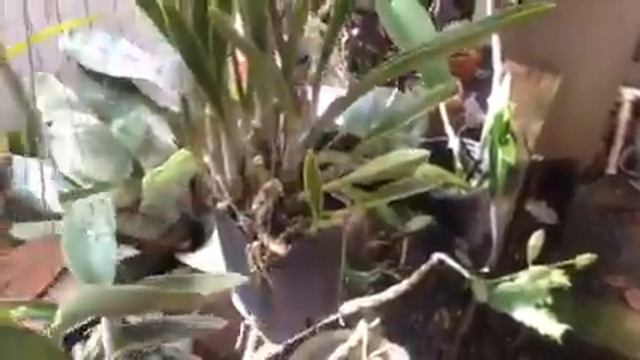 New bloomer a Phal. equestris смотреть онлайн