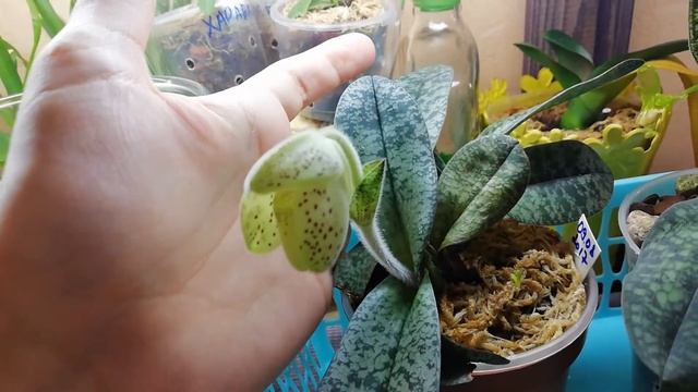 Началось. Роспуск бутона у пафиопедилума конколор смотреть онлайн