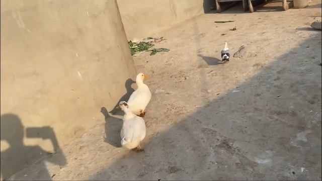 Lobby ki renovation ka kaam start setup bane gaa ab mazedar?|turkeybirds|pigeons| смотреть онлайн