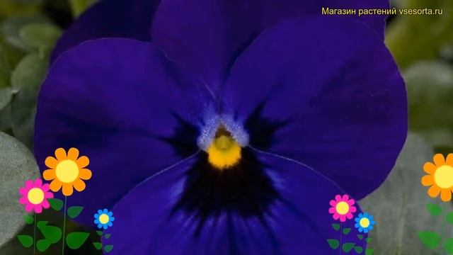 Виола рогатая Твикс Дип Блю Виз Ай. Краткий обзор, описание viola cornuta Twix Deep Blue with Eye смотреть онлайн