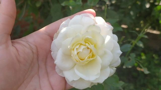 Кто же на свете всех милее?Розы : Clair Renaissance, Capri, Tchaikovski и другие...#розы #сортароз