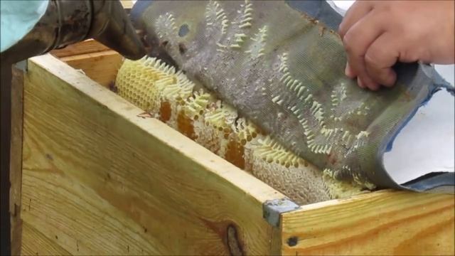 Бортей нет, а бортевой мед есть.