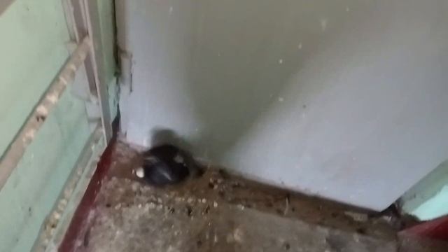 Как выглядит крохотный птенец голубя? смотреть онлайн