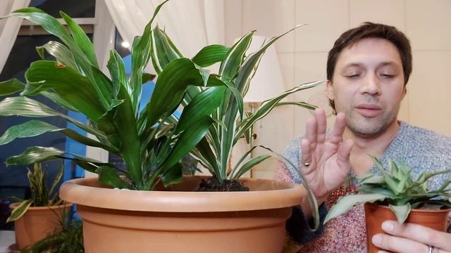 Драцена Серпрайз , Мурдания , Драцена франганс Вайт в одном вазоне