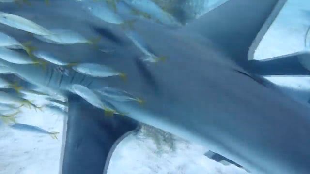 Рифовые акулы смотреть онлайн