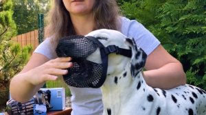 Намордники для собак: Trixie, Baskerville, Triol, Гамма, Зооник и Halti