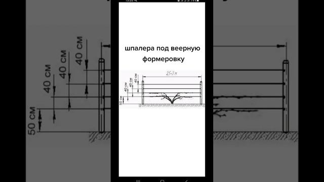 ВСЁ ПРО ВИНОГРАД