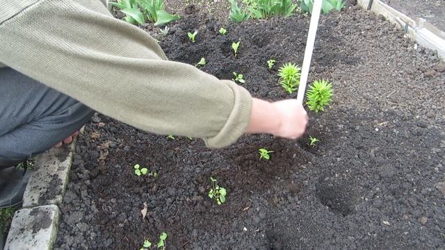 Посадка рассады виолы и астр в клумбу смотреть онлайн